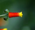 Candy Corn Plant